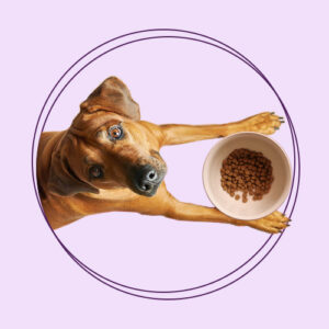 خوراک و غذای خشک سگ