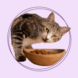 خوراک و غذای خشک گربه