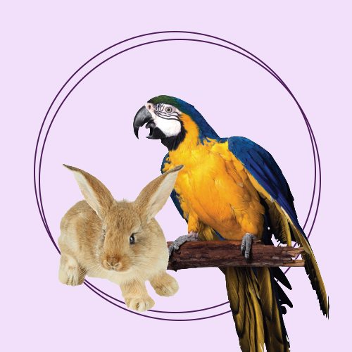 خوراک و لوازم پرنده و جونده